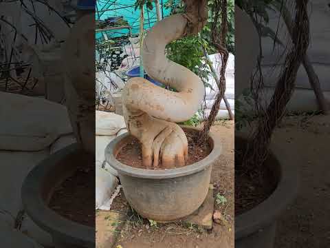 ဗီဒီယို။ Gandhinagar ပျိုးခင်းတွင် ဤလှပသော FICUS ကို တွေ့ရှိခဲ့သည်။ ဗီဒီယို။ Gandhinagar ပျိုးခင်းတွင် ဤလှပသော FICUS ကို တွေ့ရှိခဲ့သည်။