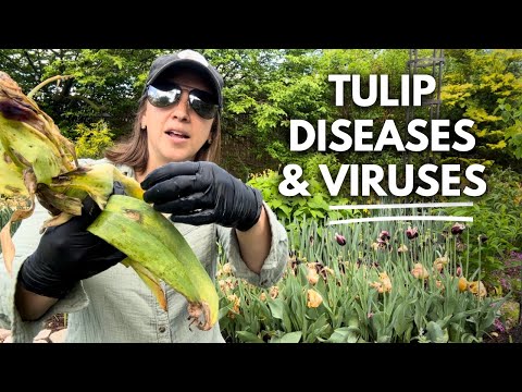 ဗီဒီယို။ ကျွန်ုပ်၏ဥယျာဉ်တွင် Tulip Fire၊ Fusarium နှင့် Tulip Breaking Virus ကို မည်သို့ထိန်းချုပ်မည်နည်း။