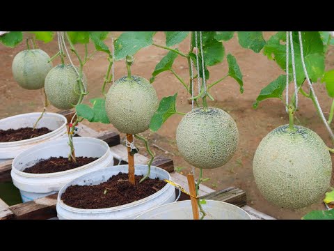 ဗီဒီယို။ ဒီနည်းကို လိုက်နာရင် ဖရဲသီး သခွားမွှေးသီး စိုက်ပျိုးရတာ လွယ်ကူပါတယ်၊ အသီးက ကြီးပြီး အရမ်းမွှေးပါတယ်။