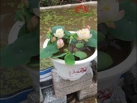 ဗီဒီယို။ အိုးများတွင် micro lotus စိုက်ပျိုးခြင်း။