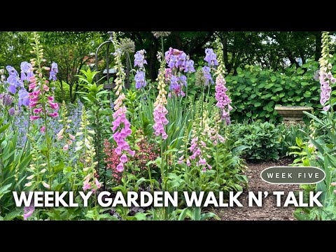 ဗီဒီယို။ May Garden Tour 2024 / Backyard Flower Garden Ideas from my Landscape Cutting Garden