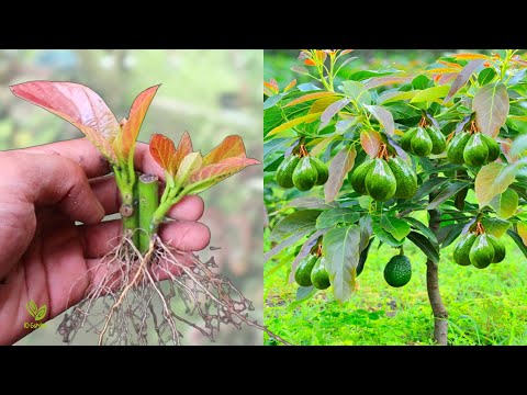 ဗီဒီယို။ ထောပတ်သီးပင်များ စိုက်ပျိုးရန် အထူးနည်းလမ်း