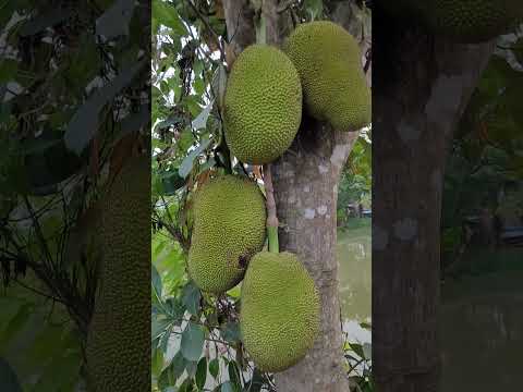 ဗီဒီယို။ ကျွန်ုပ်၏ဥယျာဉ်တွင် ပိတောက်ပင်များ စိုက်ပျိုးခြင်း။