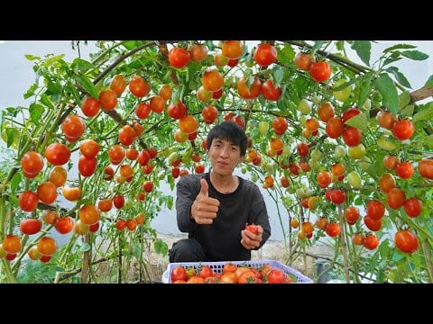 ဗီဒီယို။ 🔴 [Home Gardening] အိမ်မှာ အသီးအများဆုံးပါတဲ့ ခရမ်းချဉ်သီးစိုက်ပျိုးနည်း