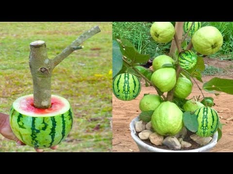 ဗီဒီယို။ ဖရဲသီးတွင် 100% အသီးအမြန်သီးသော မာလကာပင်ကို စိုက်ပျိုးခြင်း၏ လျှို့ဝှက်ချက်အသစ်များ