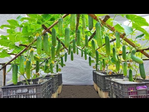 ဗီဒီယို။ 🔴 [အိမ်တွင် စိုက်ပျိုးခြင်း] အိမ်တွင် သီးသောသခွားသီးသည် လူတိုင်းကို အံ့အားသင့်စေပါသည်။