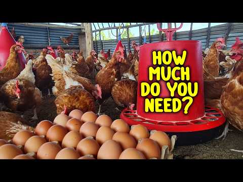 ဗီဒီယို။ ကြက်မွေးမြူရေးလုပ်ငန်းစတင်ရန် ငွေမည်မျှလိုအပ်သနည်း။
