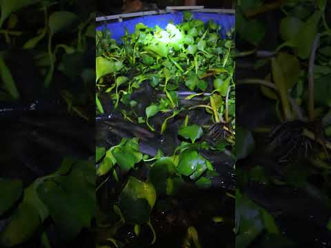 ဗီဒီယို။ ငါးခူများ Hyacinth Plant တွင် အိပ်စက် #မွေးမြူရေး #ငါးခူ #ငါး