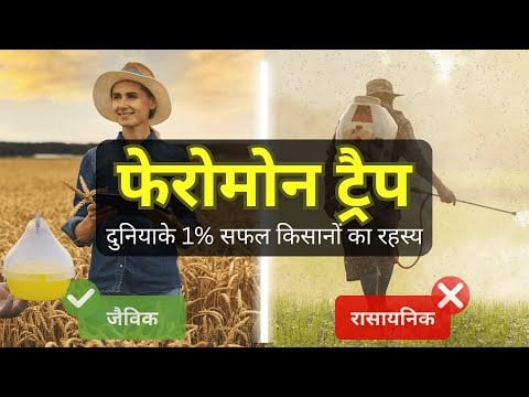 फेरोमोन क्रैप क्या है ? Pheromone Trap အလုပ်လုပ်ပုံ