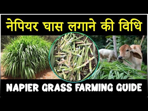 नेपियर घास लगाने की विधि | Super Napier Grass စိုက်ပျိုးနည်း नेपियर घास की खेती कैसे करें