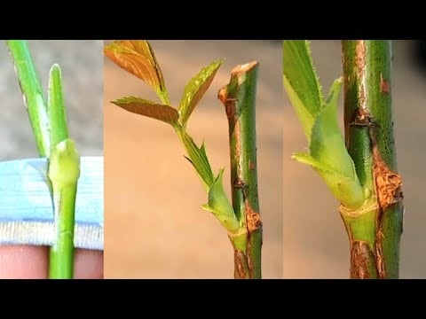 ဗီဒီယို။ Rose Bud Grafting Tutorial