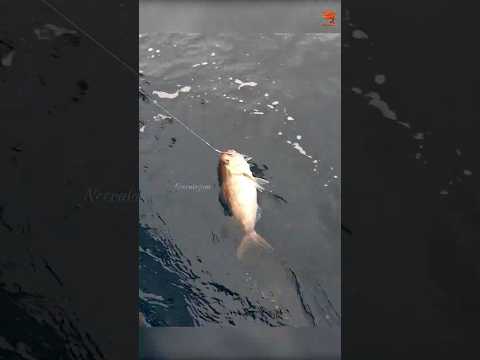 ငါးဖမ်းခြင်း #fishingvideo #oceanfishing #fishing #fishingvideo #oceanfishing