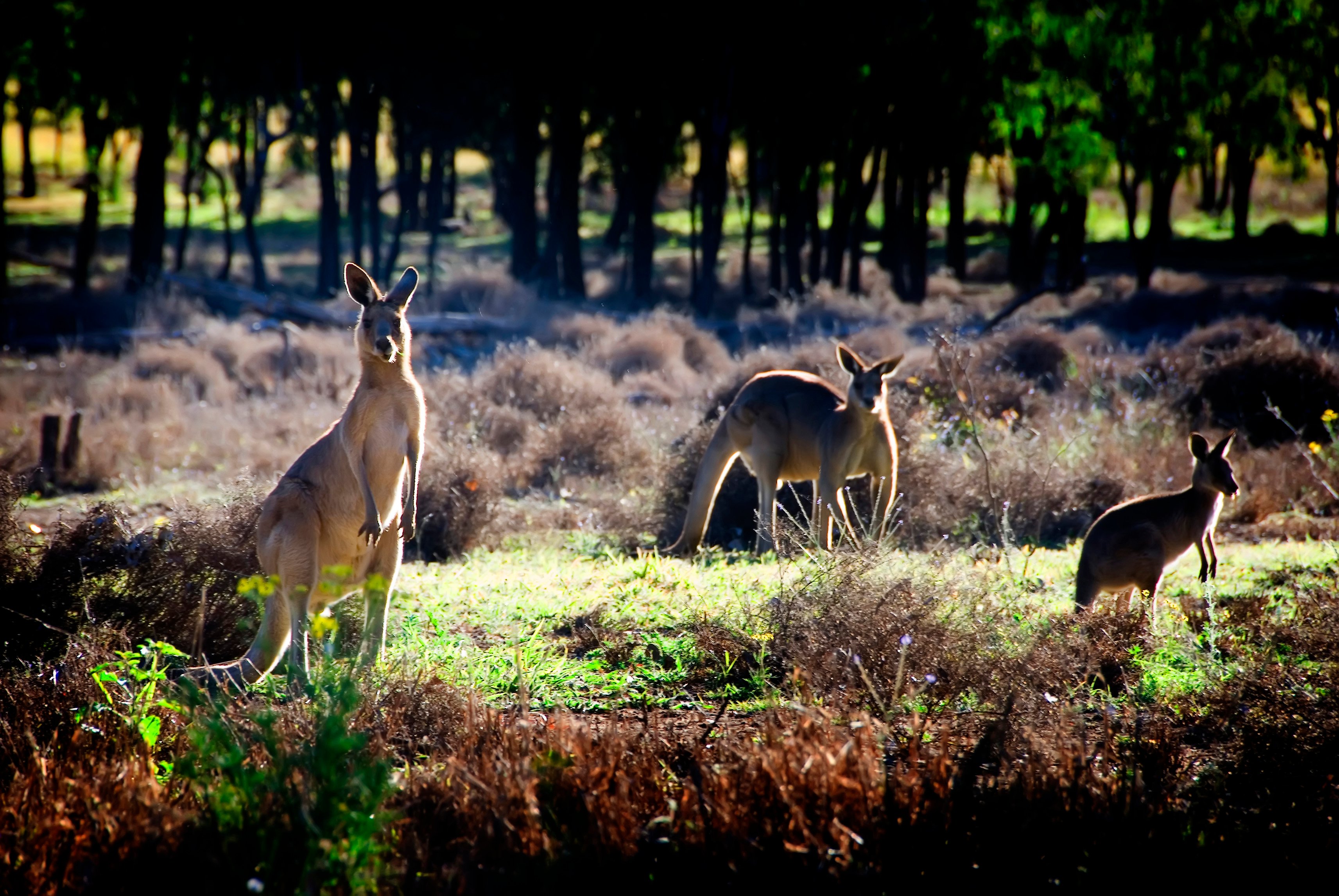 Eastern grey kangaroos, Macropus giganteus, two adults and a young animal, grazing, Lake Nuga Nuga National Park, Central Queensland, Australia.