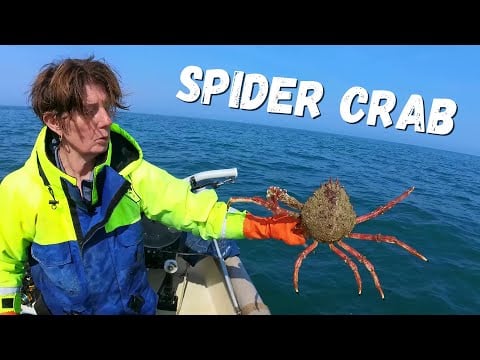 Spider Crab အတွက် ကောင်းသောနှစ်ဖြစ်ခဲ့သည်။