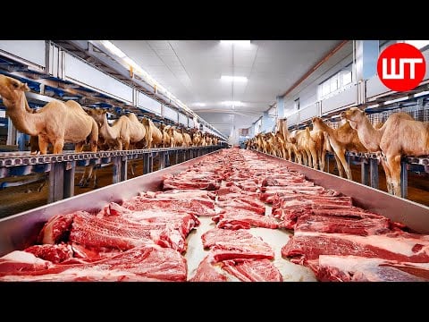 ခေတ်မီကုလားအုတ် MEAT & CHEESE Processing | အစားအသောက်စက်ရုံ