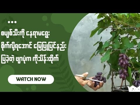 ဗီဒီယို။ စပျစ်သီးကို ဒေသမရွေးစိုက်လို့ရအောင် မြေပြုပြင်နည်းပြခဲ့တဲ့ ဖျာပုံက ကိုသိန်းထိုက်