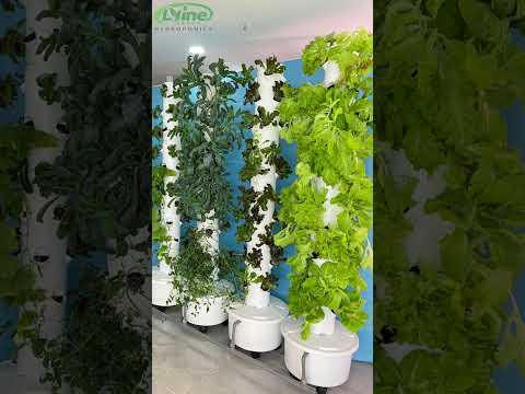 ရေကန် Hydroponic Tower တွင်ခရမ်းချဉ်သီးများကြီးထွားလာခြင်းနှင့် ပတ်သက်. တုံ့ပြန်ချက်များပေးပို့ခြင်းအတွက်အမေရိကန်ဖောက်သည်များအားကျေးဇူးတင်ပါသည်