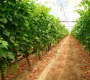 အမြတ်အစွန်းအတွက် စပျစ်သီးကို စိုက်ပျိုးနည်း- စီးပွားဖြစ် စပျစ်စိုက်ပျိုးသူ၏ မရှိမဖြစ် လမ်းညွှန်