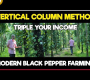 ဒေါင်လိုက်ကော်လံ Black Pepper Farming | ငရုတ်ကောင်း စိုက်ပျိုးနည်းလမ်းညွှန်