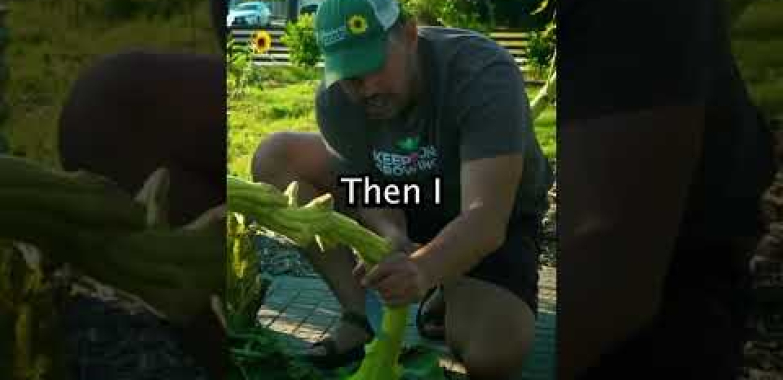 ငါ့ကိုယ်ပိုင်နေကြာစေ့မျိုးစေ့ကိုငါကြီးထွားလာတယ် …