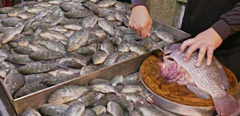 ထိတ်လန့်ဖွယ်ရာ မြင်ကွင်း ! တီလာပီးယား ၁၀၀၀၀ ကီလိုဂရမ် ရိတ်သိမ်းပြီး တီလာပီးယား ငါးဖြတ်ခြင်း အတတ်ပညာ/神秘藍眼淚！10000斤吳郭魚養殖捕撈_台灣吳郭魚倷割