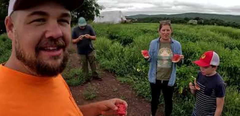 ပထမ ဦး ဆုံးအကြိမ်လယ်သမားများသည်ရိတ်သိမ်းရန်ကြိုးစားနေသည်