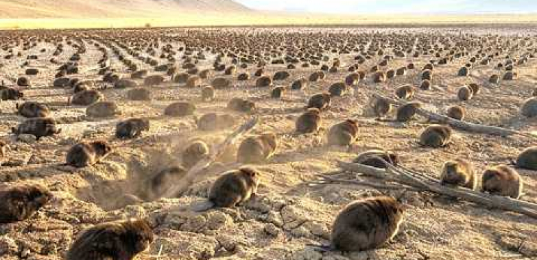No One Has Killed Beavers in This Place for 50 Years