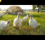 ဗီဒီယို။ စားကျက်တွင် တူရကီကောင်ရေ ၁,၅၀၀ မွေးမြူခြင်း [ပြည့်စုံသောလမ်းညွှန်ချက်]