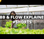 ဗီဒီယို။ Aquaponics Ebb နှင့် Flow စနစ် ရှင်းပြထားသည် || #ဘောင်းဘီတို