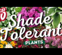 ဗီဒီယို။ အမဲစက်များ၊ တောက်ပသောပန်းပွင့်များ- သင့်ဥယျာဉ်အတွက် အရိပ်ဒဏ်ခံနိုင်သော ထိပ်တန်းအပင် ၁၀ ခု
