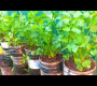 ဗီဒီယို။ ဆလရီစိုက်ပျိုးနည်းသည် ပလတ်စတစ်ဘူးများဖြင့် စိုက်ပျိုးနည်း – စိုက်ပျိုးရေးဥယျာဉ်