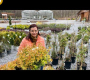 ဗီဒီယို။ သင့်ဥယျာဉ်သို့ ယခုထည့်ရန် စိတ်ကူးယဉ် ပေါက်ပင်များ