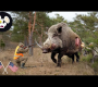 You Won’t Survive An Encounter With A Dangerous Invasive Animal Without These Tips