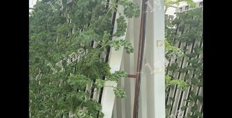 ဗီဒီယို။ Hydroponic Zipper စနစ်