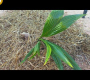 ဗီဒီယို။ Plant Coconut tree farm 3years Amazing Video For Plant Coconut tree farm 3years, new techniques for plant