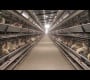 Chicken Layers Cages Design High Breed Chicken Farm Egg Cage Ideas