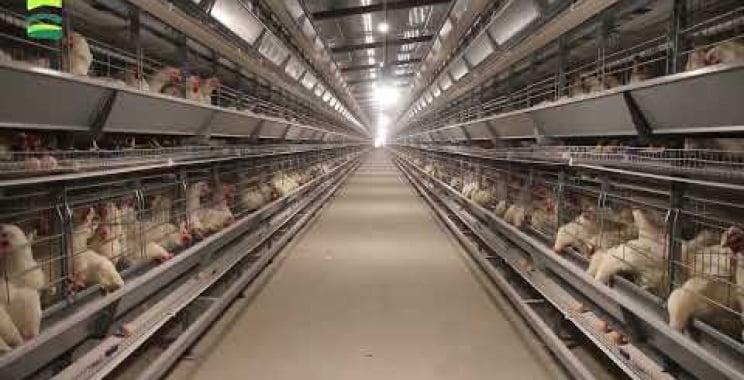 Chicken Layers Cages Design High Breed Chicken Farm Egg Cage Ideas