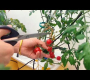 ဗီဒီယို။ ခရမ်းချဉ်သီးခူးခြင်း – Dutch Buckets Substrate စိုက်ပျိုးခြင်း။