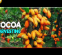 Cocoa ရိတ်သိမ်းခြင်း နှင့် Post Harvest Management | ကိုကိုးစိုက်ပျိုးခြင်း / Cacao စိုက်ပျိုးခြင်း။
