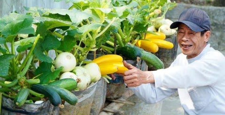 အိမ်မှာ Super Productive Zucchini စိုက်ပျိုးနည်းကြောင့် အံ့အားသင့်မိတဲ့ မေမေများ