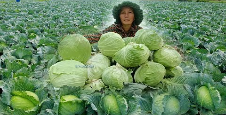 စပါးစိုက်ပျိုးခြင်းမှ ဂေါ်ဖီထုပ်မွေးမြူခြင်းအထိ | ပျိုးပင်စောင့်ရှောက်နည်းနှင့် အစားထိုးစိုက်ပျိုးနည်းများ
