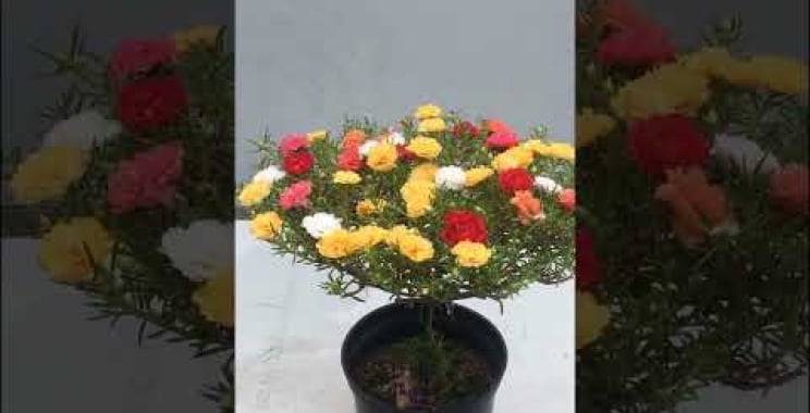 ဗီဒီယို။ အိုးများတွင် Portulaca grandiflora ကြီးထွားခြင်း။