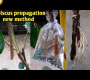 ဗီဒီယို။ ခေါင်ရမ်းပင်မျိုးပွားခြင်း နည်းလမ်းသစ် မြေဆီလွှာမရှိသော ရေတွင်သာ