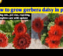 ဗီဒီယို။ အိုးထဲတွင် Gerbera Daisy စိုက်ပျိုးနည်း