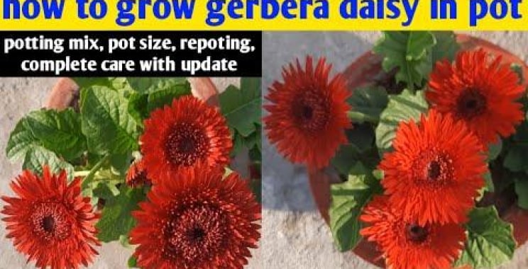 ဗီဒီယို။ အိုးထဲတွင် Gerbera Daisy စိုက်ပျိုးနည်း