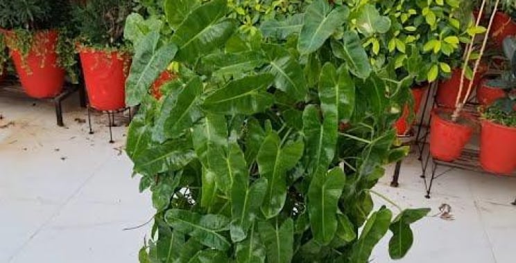 ဗီဒီယို။ Philodendron Scandens ကြီးထွားပုံနှင့် ပြုစုနည်း