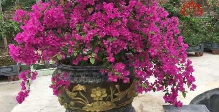 ဗီဒီယို။ Bonsai Bougainvillea သည် စိုက်ပျိုးရလွယ်ကူသော အပင်တစ်မျိုးဖြစ်သည်။