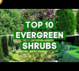 ဗီဒီယို။ သင့်ဥယျာဉ်အတွက် အလှပဆုံး အမြဲစိမ်းလန်းသော ပေါက်ပင် ၁၀ ပေါက် ?? // အပိုင်း ၁ ?