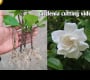 ဗီဒီယို။ လှီးဖြတ်ခြင်းမှ Gardenia ကြီးထွားပုံ