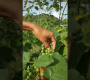 ဗီဒီယို။ သစ်တော်သီး ခရမ်းသီး ရိတ်သိမ်းခြင်း